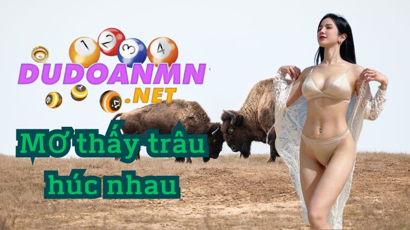 Mơ thấy trâu húc nhau